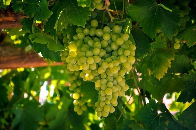 grape fruit, grape vines, grape cultivation, growing grape, grape care, grape farm, grape farming, agriculture review, agriculture, farming, 