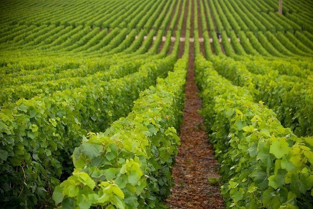 grape plantation, vineyard, grape cultivation, grape crop, fruit crop, agriculture