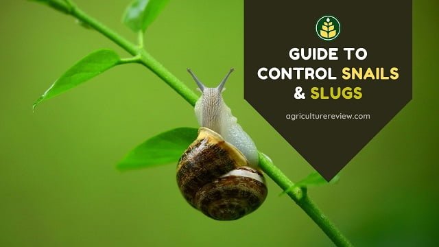 how-to-control-snails-and-slugs