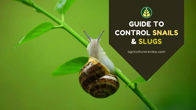 How To Control Snails & Slugs In Garden & Farm
