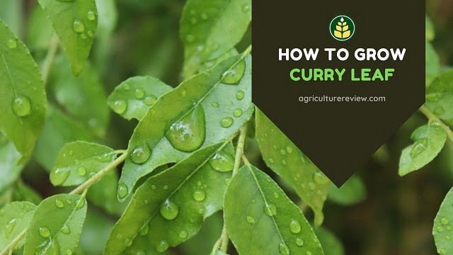 how to grow curry leaf