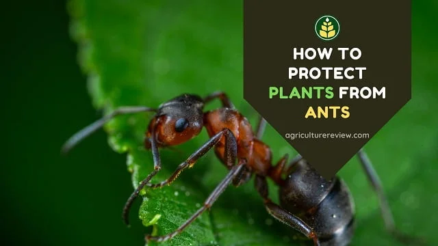 how to save plants from ants