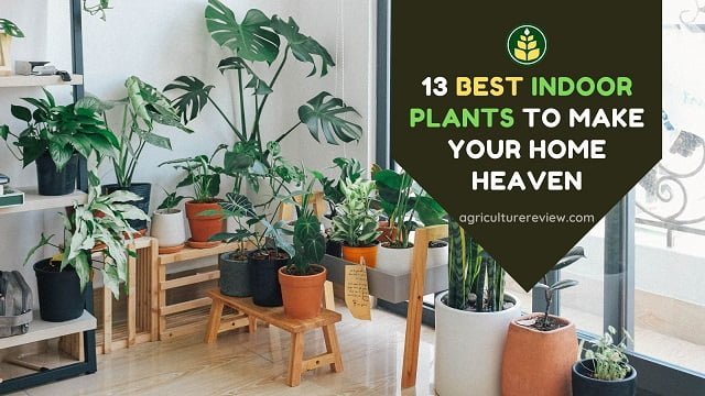 13 Best Indoor Plants To Make Your Home Heaven