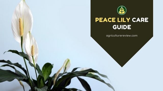 Peace Lily Care Guide: How To Grow And Care For Peace Lily