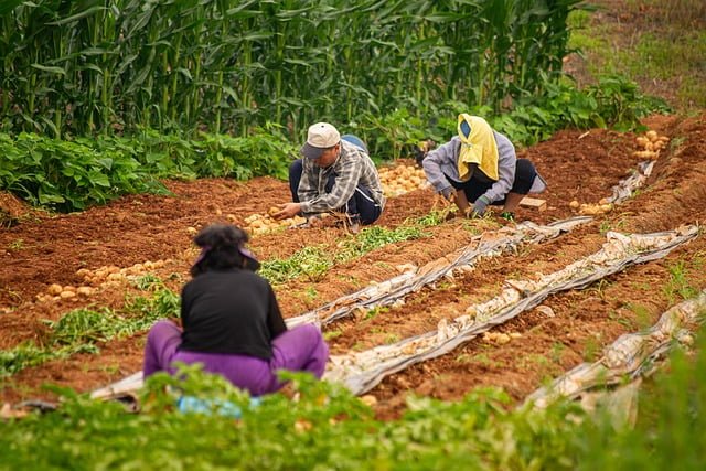 potato harvesting, potato crop, yield of potato, potato farm, potato cultivation