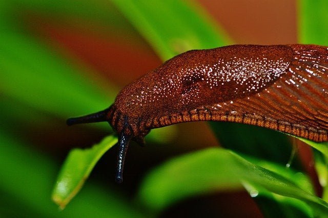 slug pest control, slugs, pests, control snails, snail pest, agriculture, gardening, agriculture review