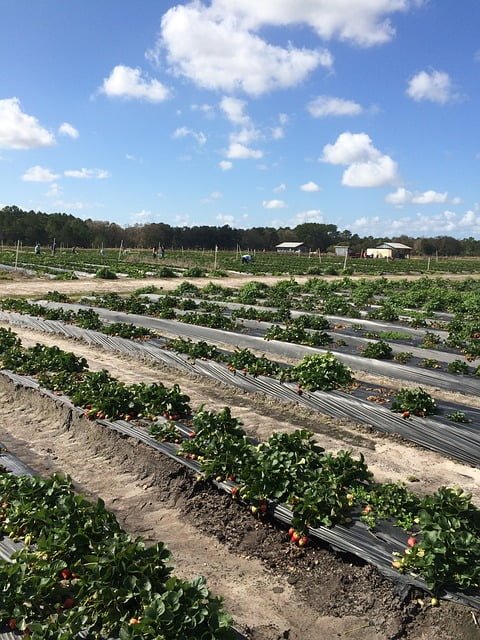 strawberry farm, strawberry farming, strawberry cultivation, fruit crop, agriculture review