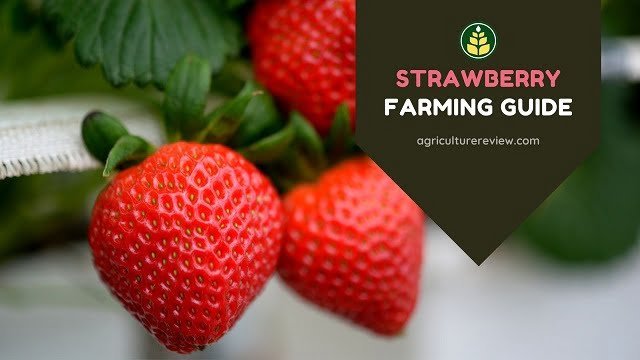 STRAWBERRY FARMING: Complete Guide From Origin to Harvesting