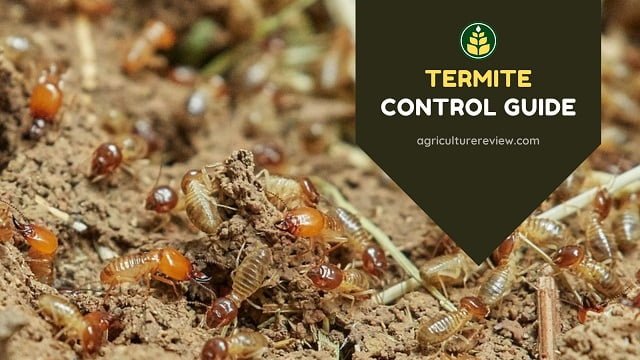 Termite Control Guide: How To Control Termites In Farm & Garden