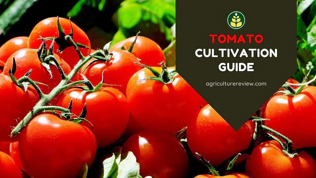 tomato-cultivation