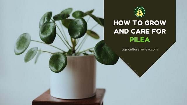 Pilea peperomioides Care: How To Grow And Care For Pilea