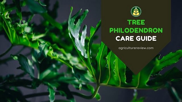 tree philodendron, selloum, houseplant, tree philodendron care