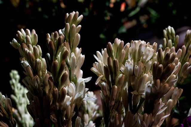 tuberose flower, rajanigandha flower, 