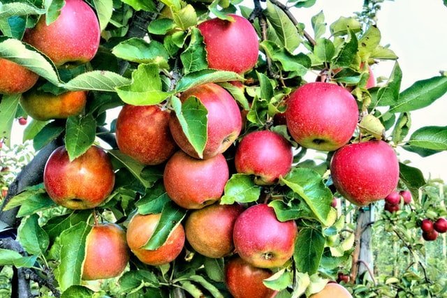 apple fruit on tree, apple tree, apple orchard, apple cultivation