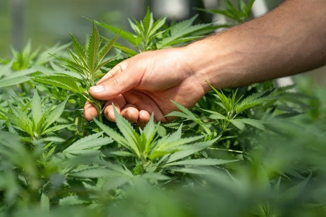 cannabis, sacred plant, medicinal plants, plant medicine