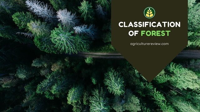 Classification Of Forest