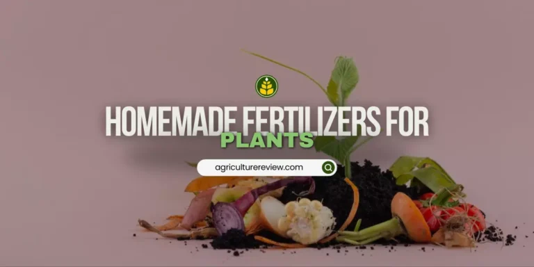 Homemade Fertilizers For Plants: How To Make & Use