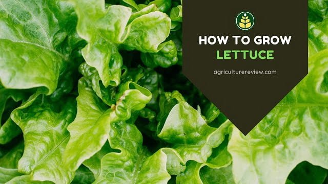 How To Grow Lettuce In Garden