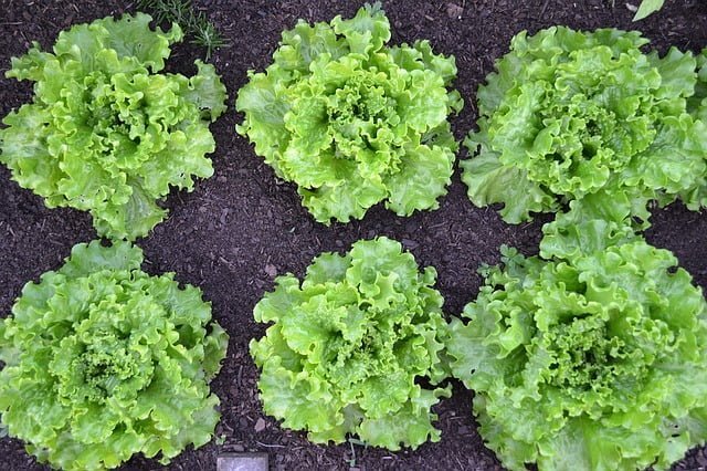 lettuce, leafy vegetable, how to grow, gardening, agriculture review