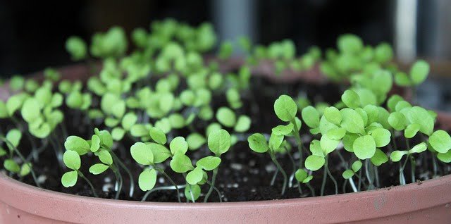 lettuce seedlings, how to grow lettuce from seed, where to grow lettuce, growing lettuce, lettuce plant,