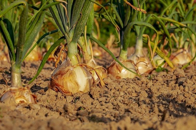 onion farm, cultivation of onion, onion crop, onion plantation, agriculture review