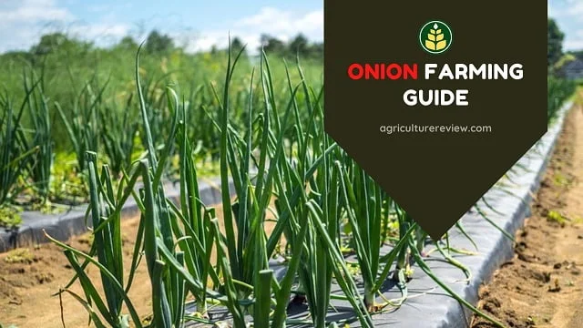 Onion Farming Guide: From Plantation To Harvesting Of Onions