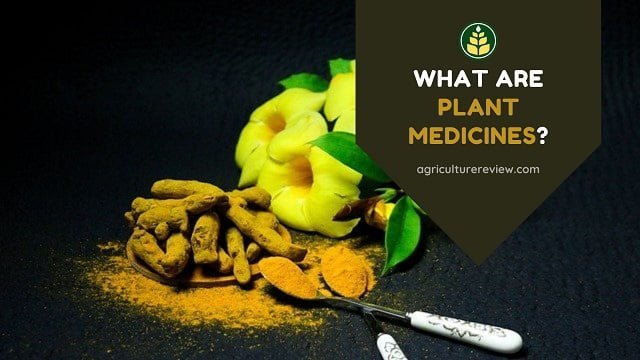 Plant Medicine: What Are Plant Medicines, History And Uses