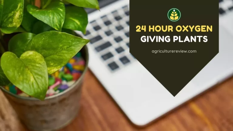 24 Hour Oxygen Giving Plants That Will Make Your Life Happy!