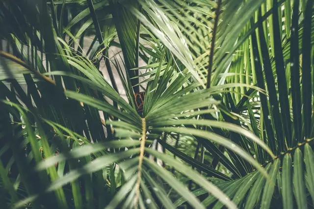 areca palm, 24 hour oxygen giving indoor plant