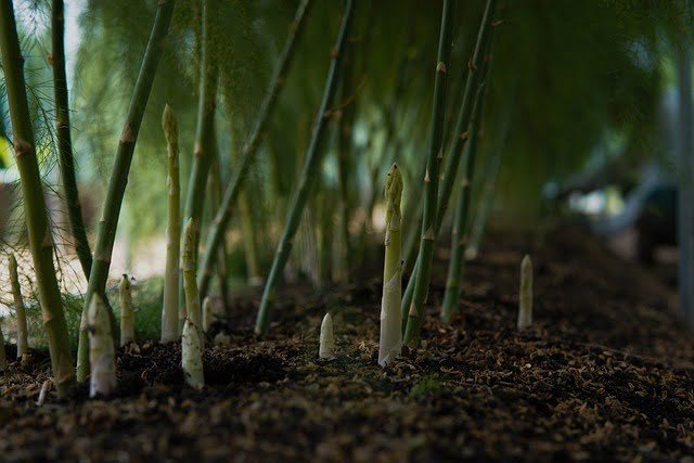 asparagus plants, asparagus, how to grow asparagus, how to plant asparagus from crowns, 