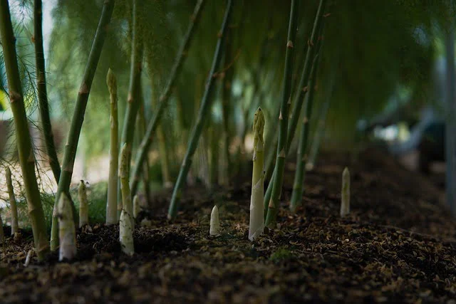 asparagus plants, asparagus, how to grow asparagus, how to plant asparagus from crowns,