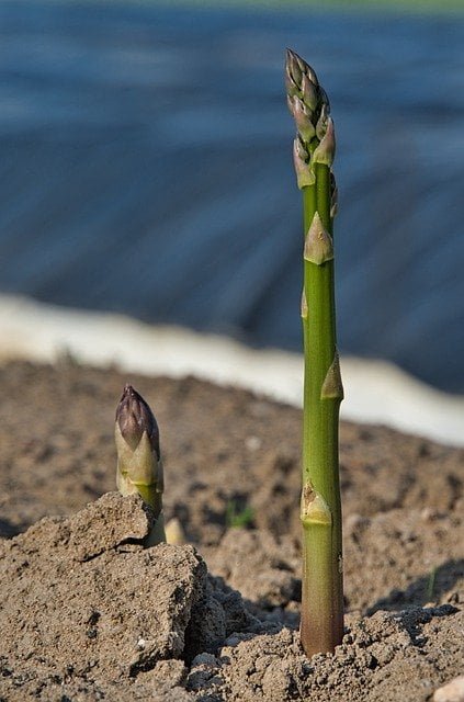 asparagus shoot, asparagus spear, asparagus plant,