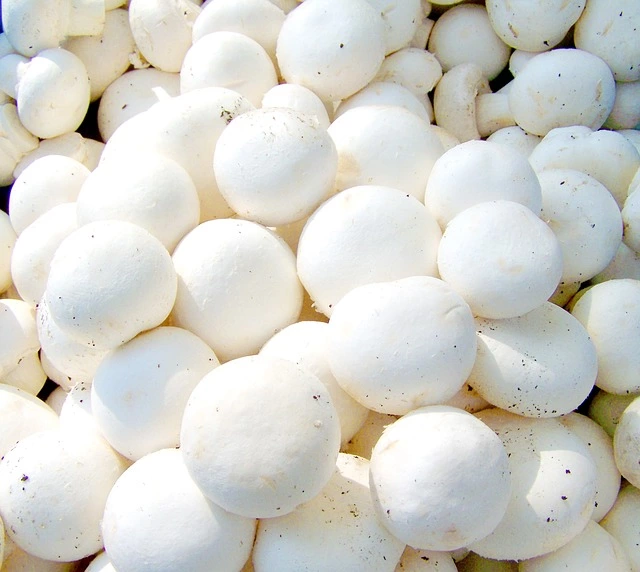 button mushroom, button mushroom farming, mushroom cultivation, mushrrom, 