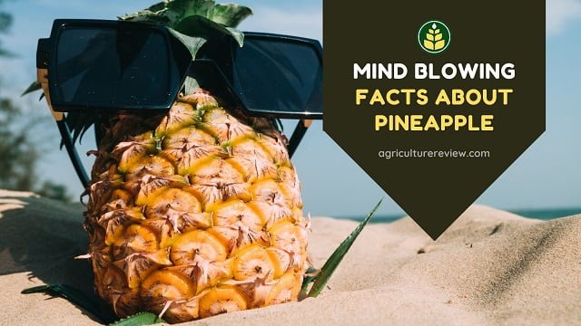 Facts Of Pineapple: 15 Mind blowing Facts About Pineapple