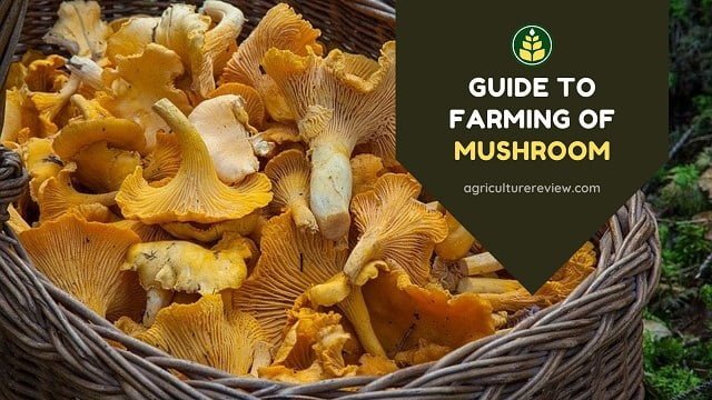 farming of mushroom, mushroom cultivation, cultivation of mushroom, mushroom farm, mushroom farmer, 