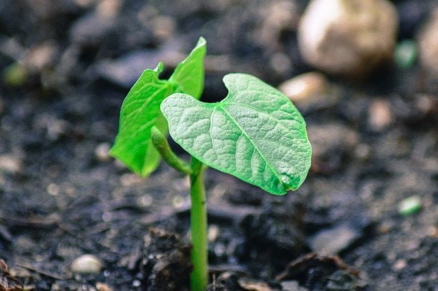 green bean seedling, bean plant