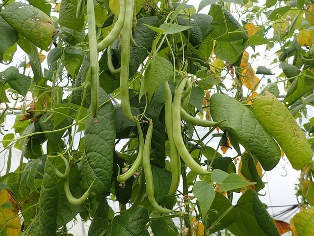 green beans, how to grow green beans,