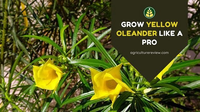 grow yellow oleander, yellow oleander flower, how to grow yellow oleander, yellow oleander care, 