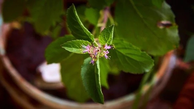 tulsi, holy basil,