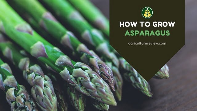 how to grow asparagus, how to plant asparagus crowns, how to grow asparagus from seeds, how to grow asparagus from cuttings,