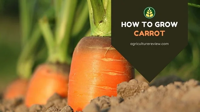 how to grow carrot