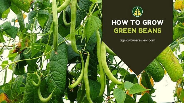 how to grow green beans, grow beans, beans, green beans, gardening, vegetable crop, agriculture review