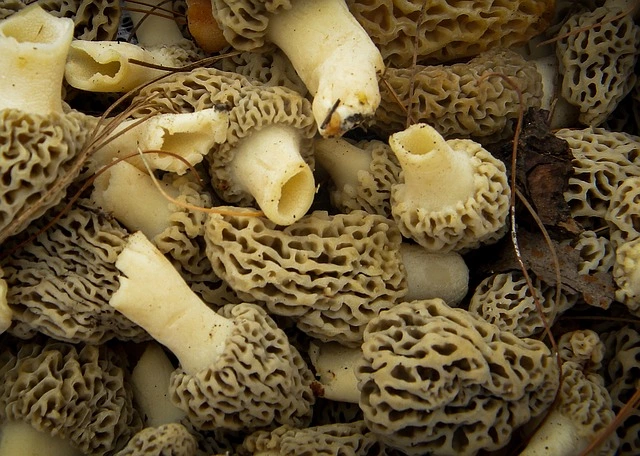 morel mushroom, costly mushroom, edible mushroom, 