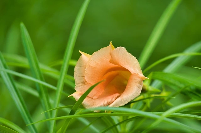 orange oleander, flowering plant, oleander,