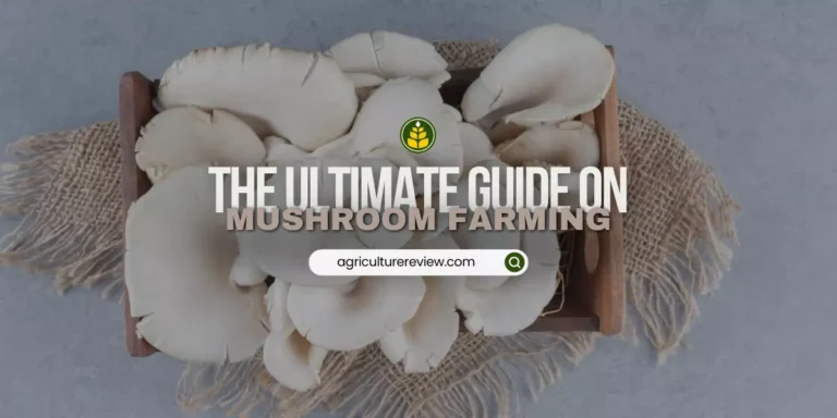 Farming Of Mushroom: Basic Guide On Cultivation Of Mushroom