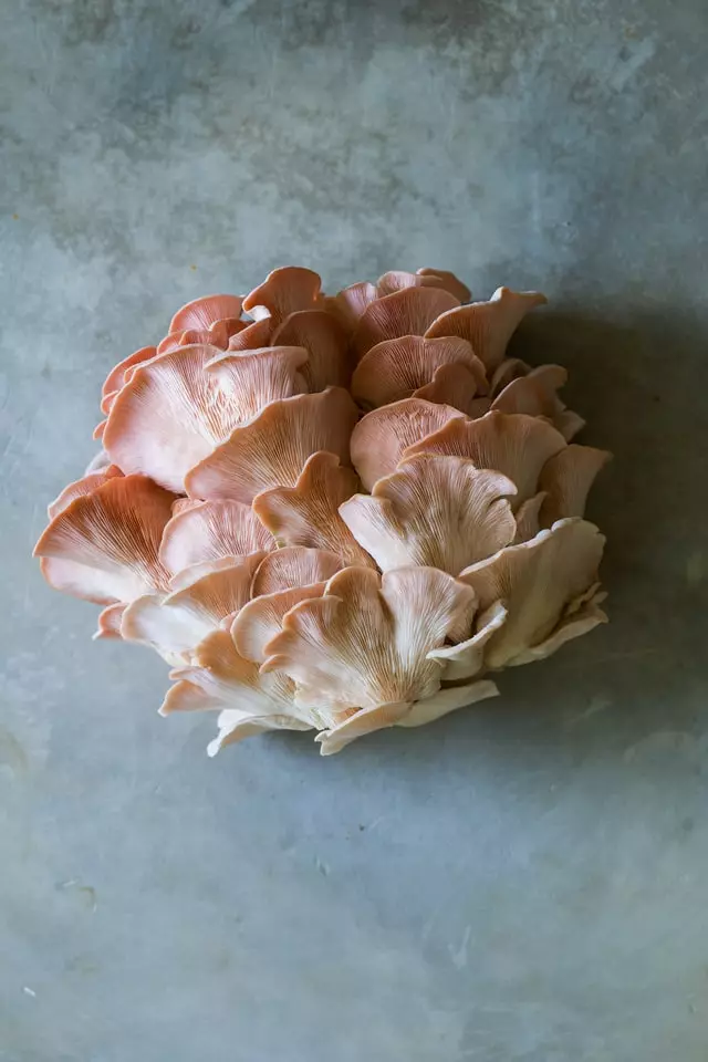 oyster mushroom, edible mushroom, oyster mushroom farming