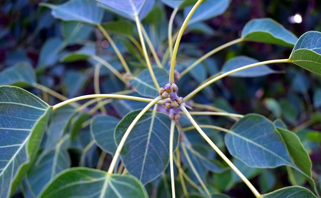 peepal tree, oxygen giving tree