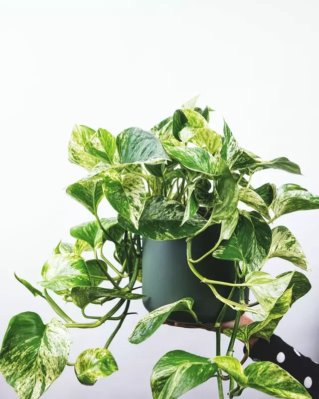 pothos, money plant, 