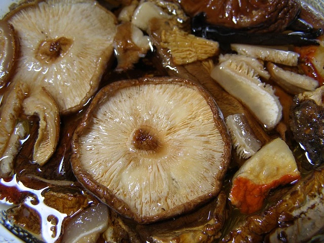 shitake mushroom, shiitake, shiitake mushroom, fungus, edible fungus, 