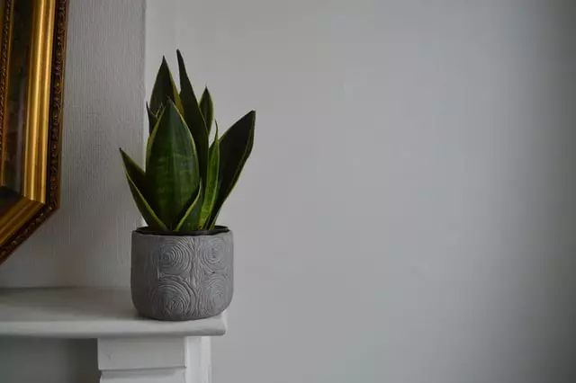 snake plant, air purifying plant, 24 hour oxygen giving plant,